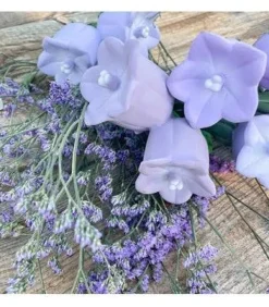 Oliu0026Carol Cindy the Bellflower Hot