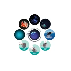 Kidywolf Kidystar · Outlet