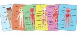 Hape Rompecabezas magnético del cuerpo humano ·